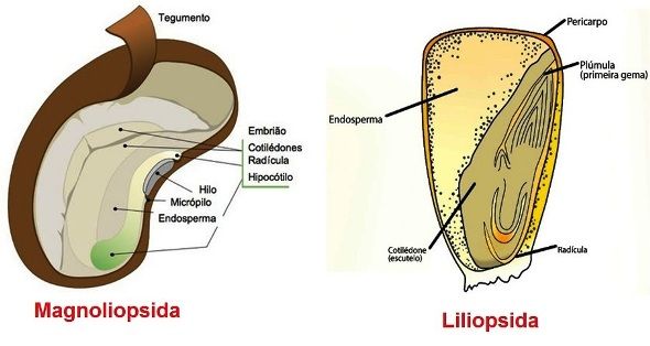 Trabalho De Biologia